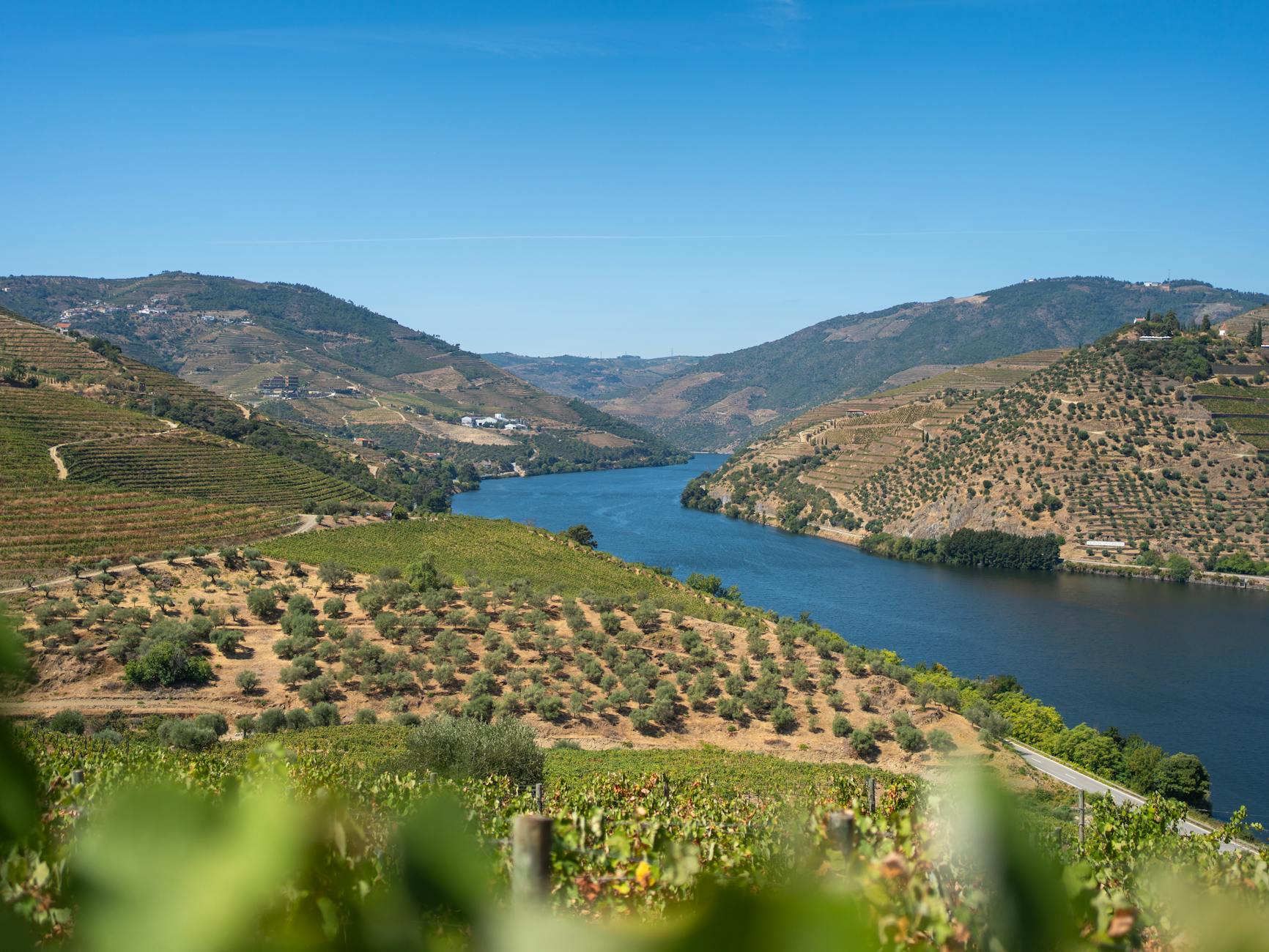 Douro Valley terraced vineyards above the river